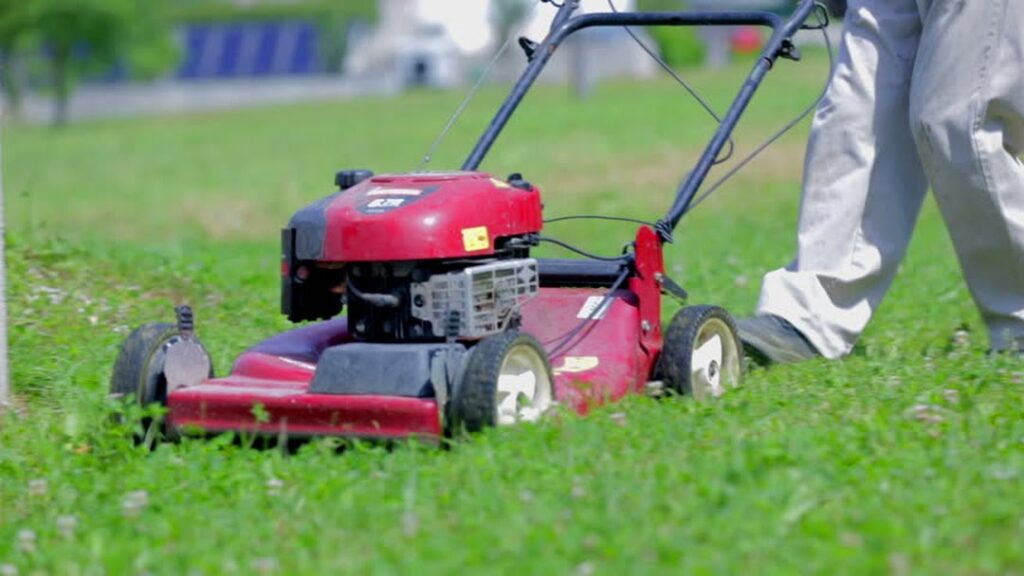 Cat co tai dong xoai binh phuoc